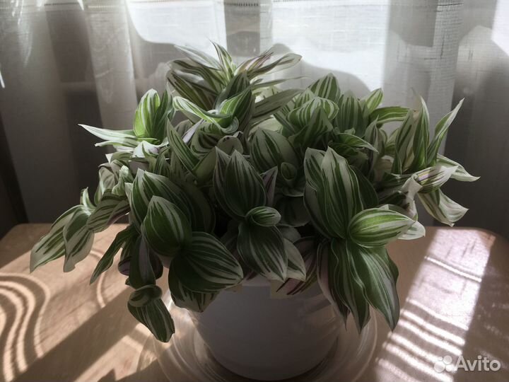 Комнатные домашние растения