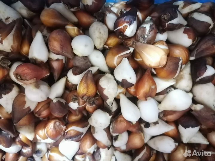 Луковицы тюльпанов