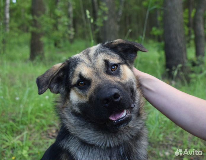 Собака в добрые руки