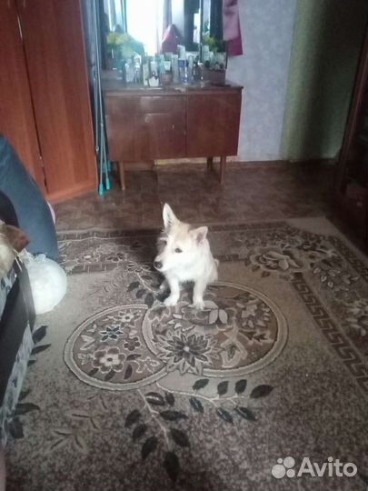 Собаки бесплатно в добрые руки щенки