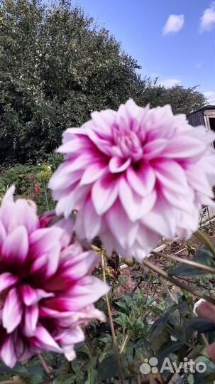 Георгины клубни