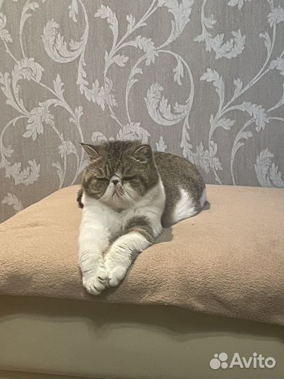 Отдам кота в добрые руки