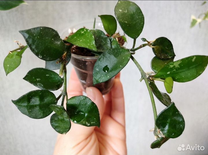 Хойя Лакуноза Эскимо Сплеш