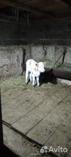 Теленок, телочка