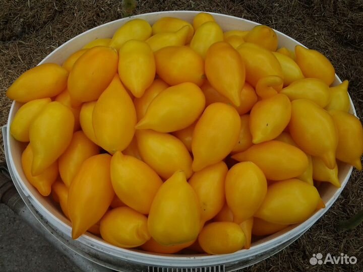 Семена томат гроздевой 