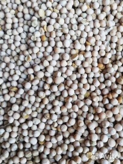 Горох кормовой