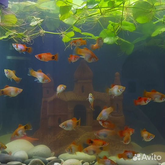 Пецилия. Аквариумная рыбка