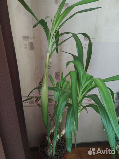 Пальма юкка в горшке