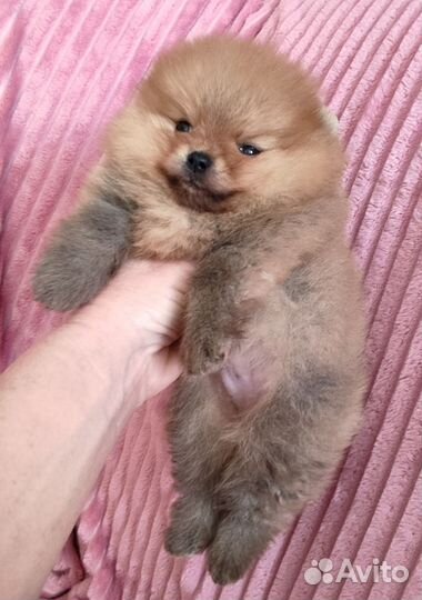 Шпиц мини мишка