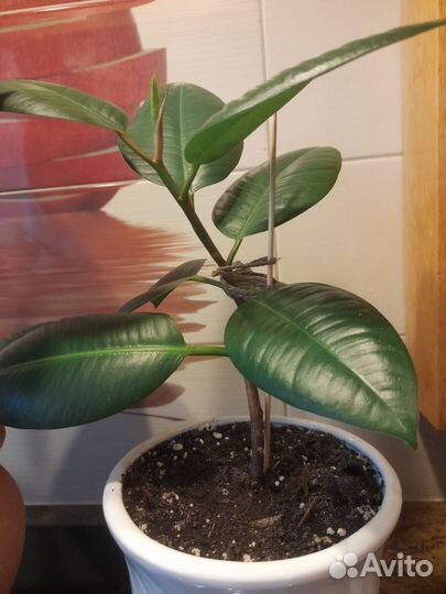 Фикус Эластика