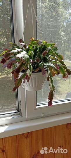 Комнатные Растения