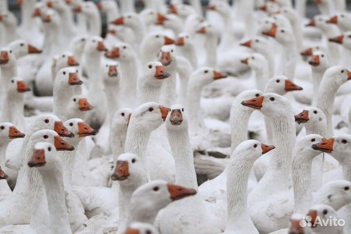 Гусь к Новому году