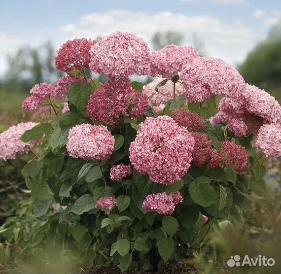 Гортензия древовидная Pink Annabelle