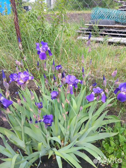 Многолетние цветы