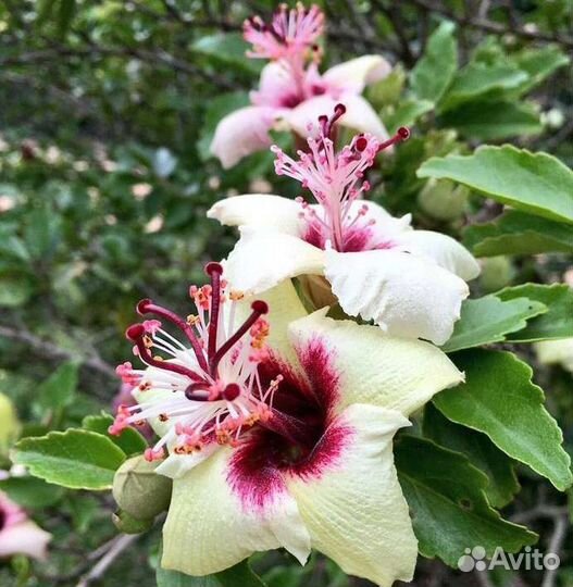 Гибискусы сортовые и мальвовое