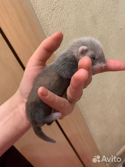 Хорек малыш