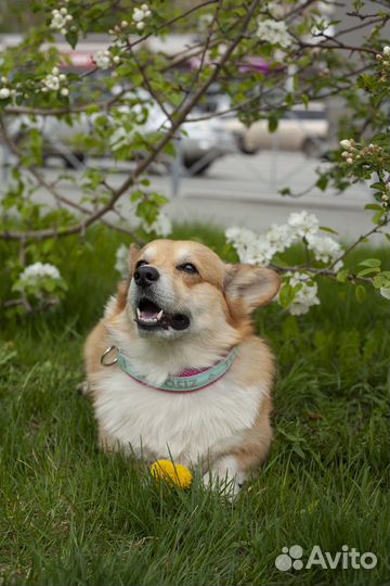 Фотосессия