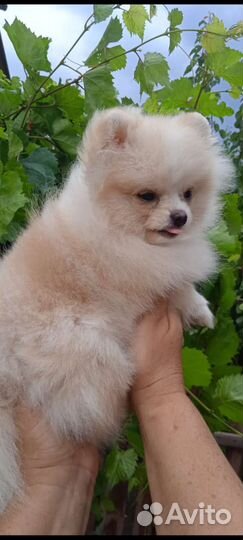 Померанский шпиц