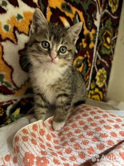 Кошка крысоловка