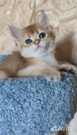 Шотландский котенок