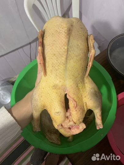 Мясо утки, гуся домашнее