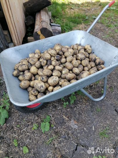 Картофель деревенский