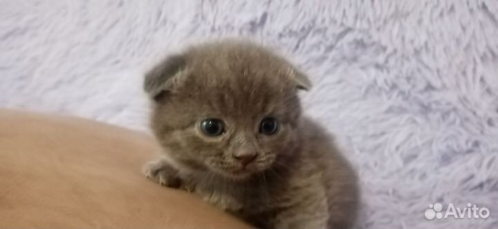 Шотландская вислоухая
