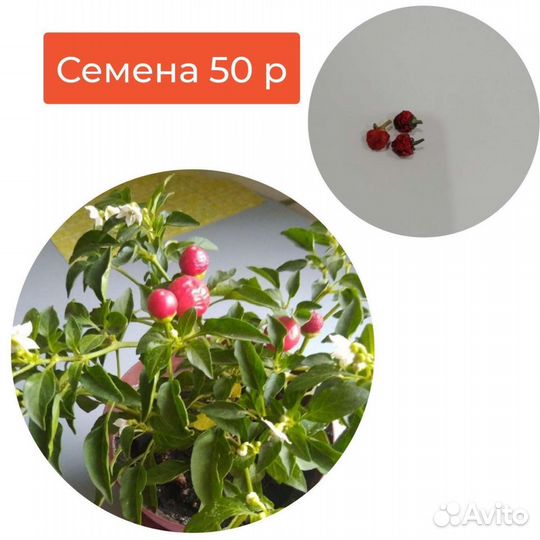 Семена декоративных перцев