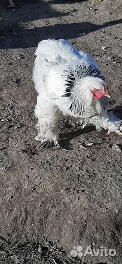 Колумбийская брама