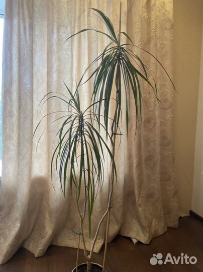 Драцена в керамическом горшке