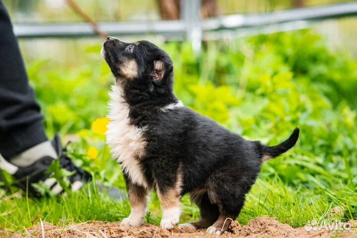 Щенки 2 месяца