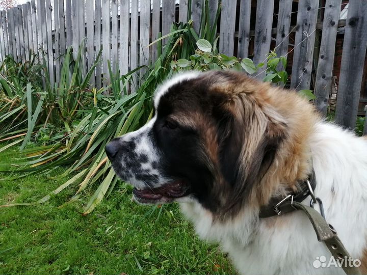 Щенки Московской сторожевой