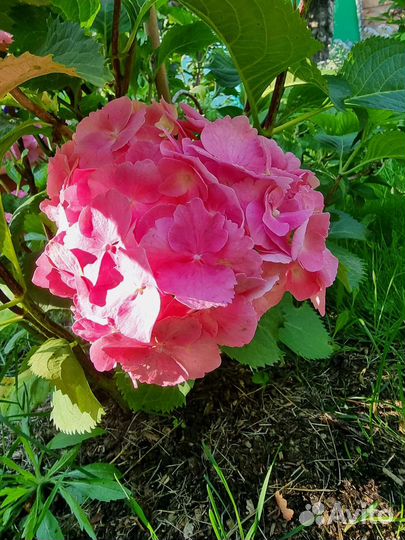 Гортензия крупнолистная