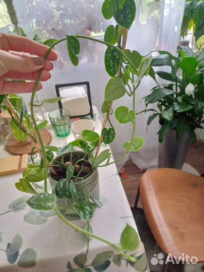 Сциндапсус пиктус