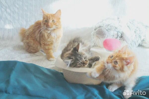 Красивые окрасы котяток курильский бобтейл