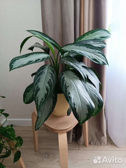 Аглаонема сильвер бей