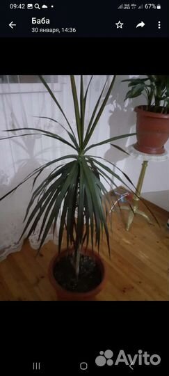 Диффенбахия крупнолистая