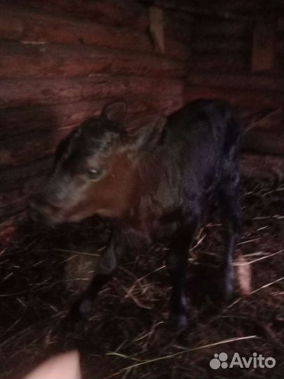 Корова с теленком