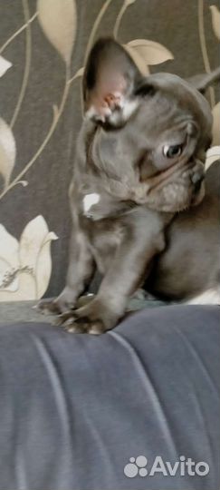 Французский бульдог голубой щенки