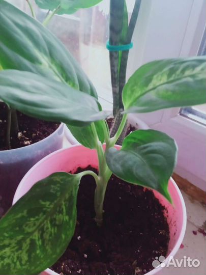 Диффенбахия