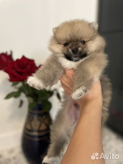 Померанский шпиц