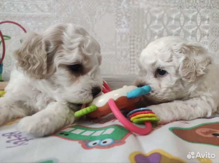 Бишен фризе