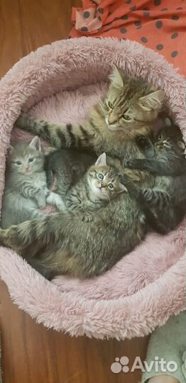 Кошки в добрые руки