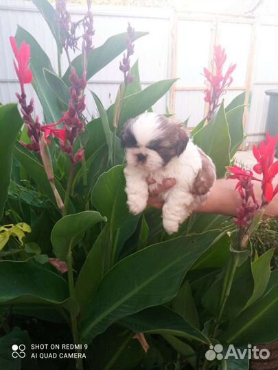 Щенки ши-тцу