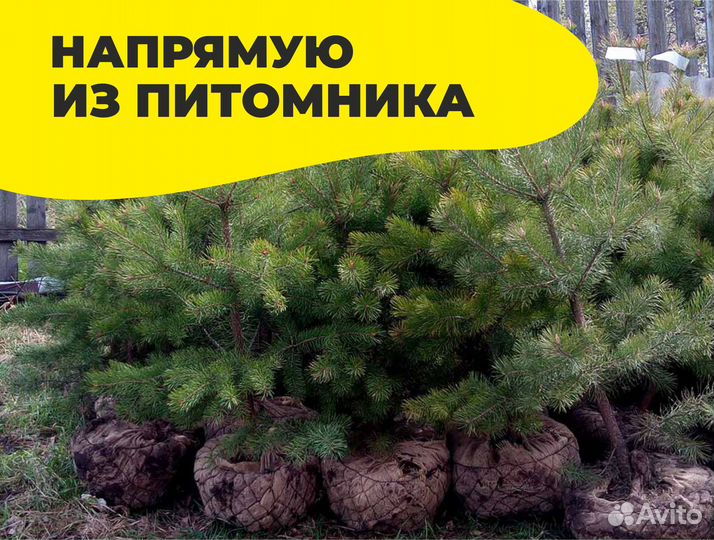 Сосна оптом и в розницу