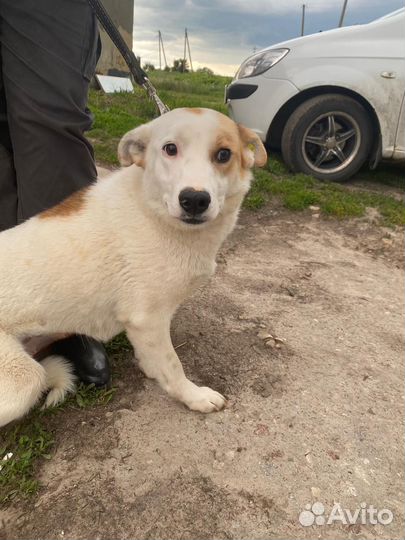 Собака в добрые руки