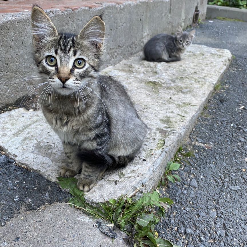 Котята в добрые руки