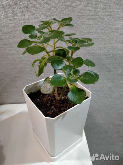 Суккуленты