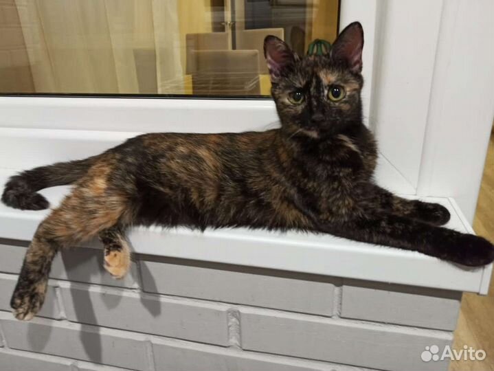 Кошка трехцветка