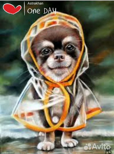 Передержка собак